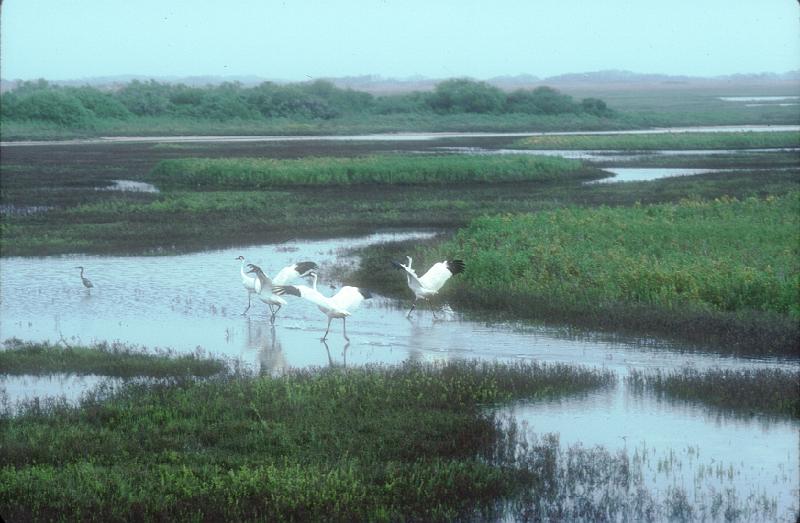 Whooping Cranes